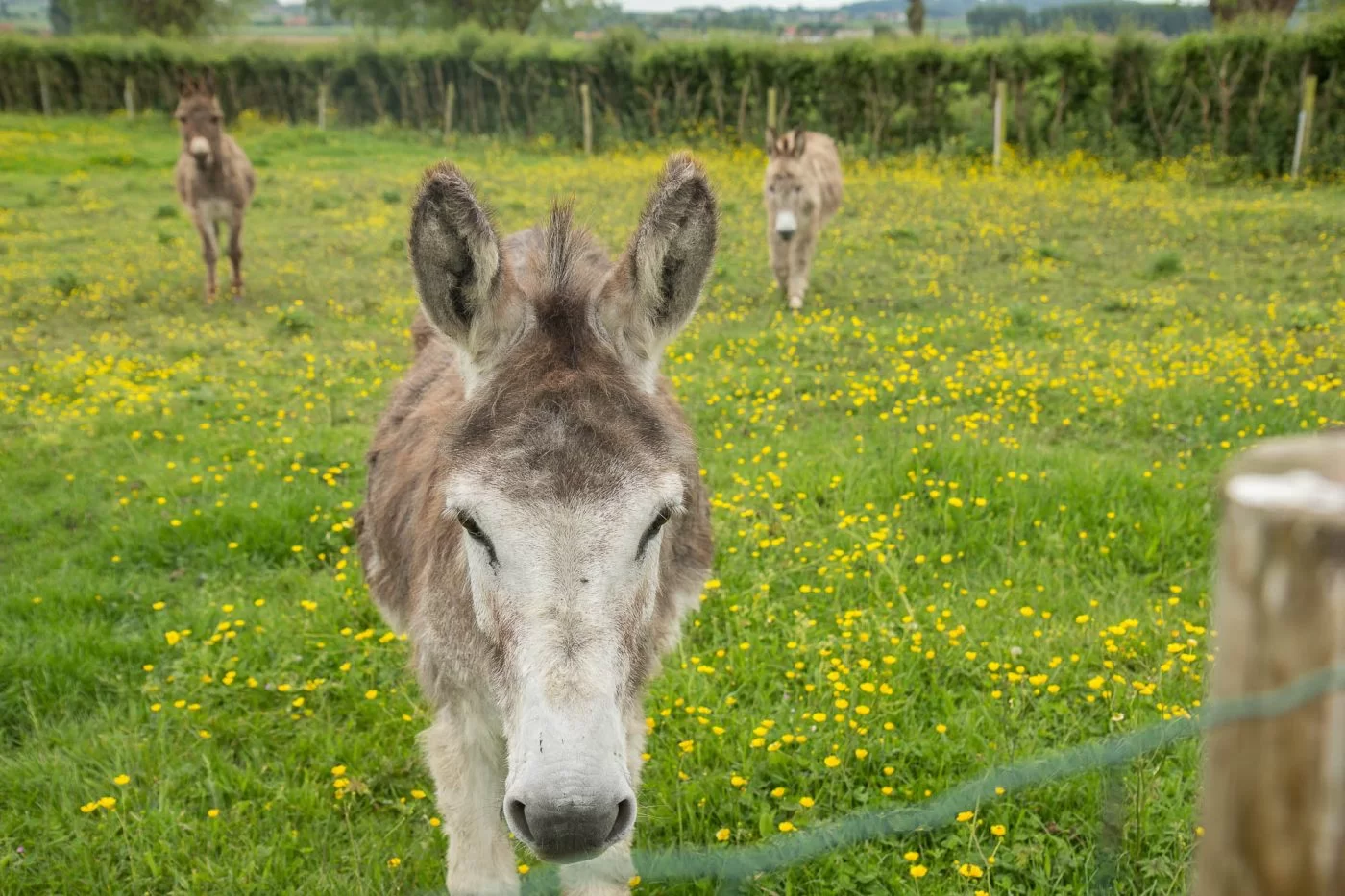 argiliere ezel fotografie