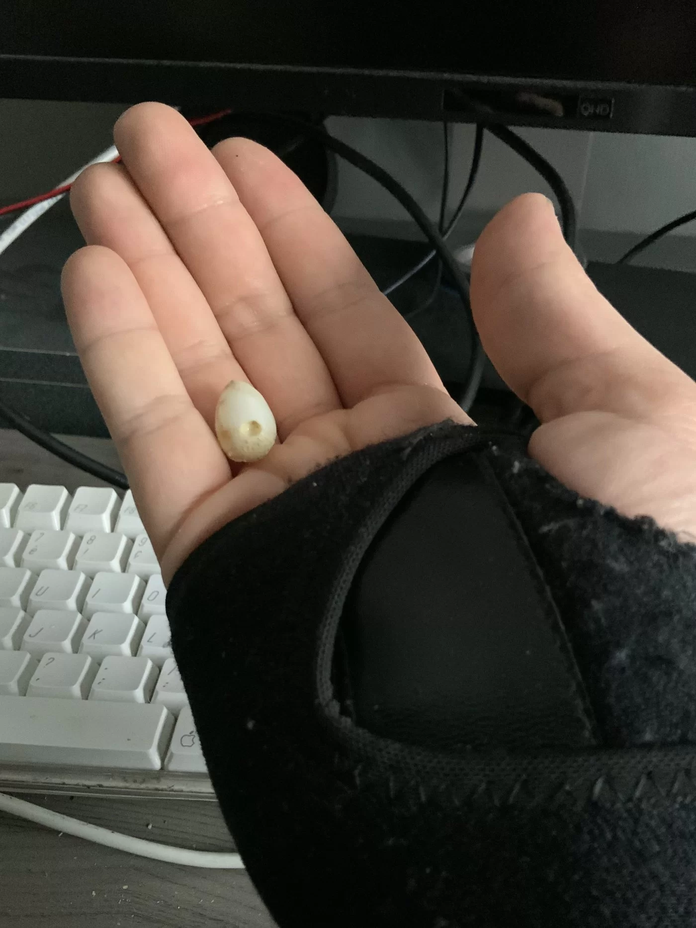 Behind de scenes 3D print en ontwerp proces, zaadje